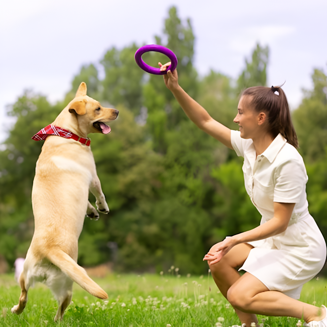 The Joy of Play: Why Pet Toys Matter